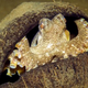 Illustration for article titled The growing evidence for octopus intelligence